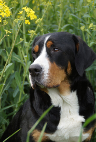 Link zur Seite von Bessy